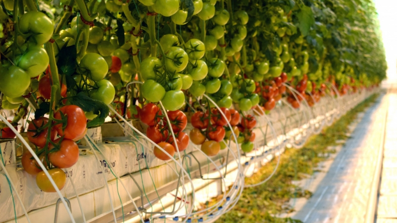 Теплицы Подмосковья поставят свыше 18 тыс. тонн свежих овощей к праздникам