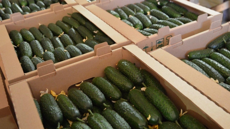 Производство тепличных овощей увеличилось в Подмосковье на 30% с начала года