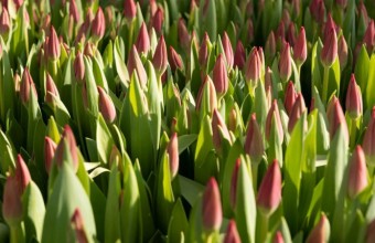 Более 7,5 млн штук цветов поставят в магазины тепличные комплексы Подмосковья к 8 марта